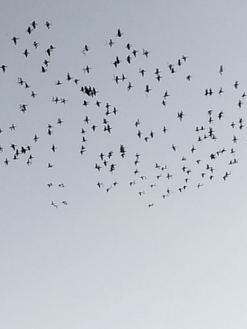 Cormorant Birds flying - main image to Contact Jackie Niemand